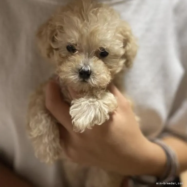 ID:2207-01657の子犬