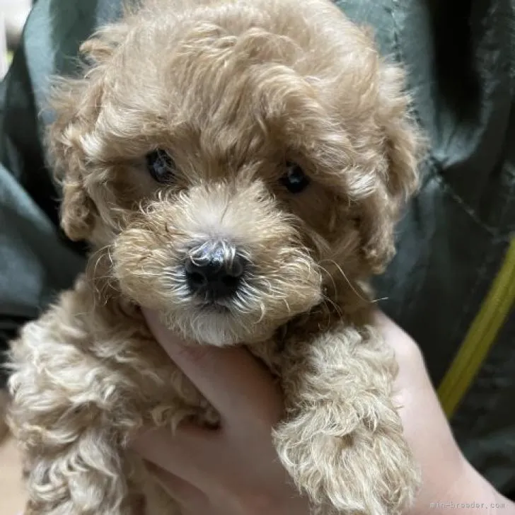 ID：2207-00191の子犬