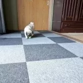 パグ【福岡県・男の子・2025年8月5日・フォーン】の写真10