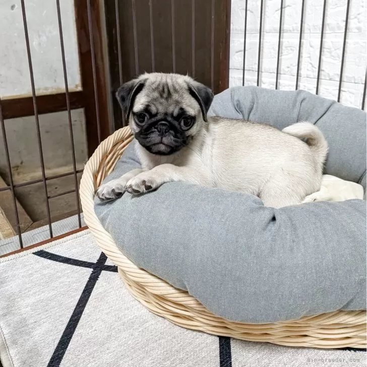 Y.H 様のお迎えした子犬