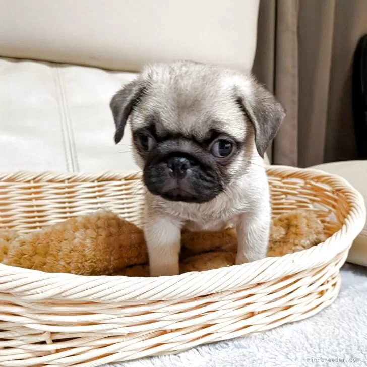 パグ【福岡県・男の子・2025年8月5日・フォーン】の写真1「生後46日　1800g」