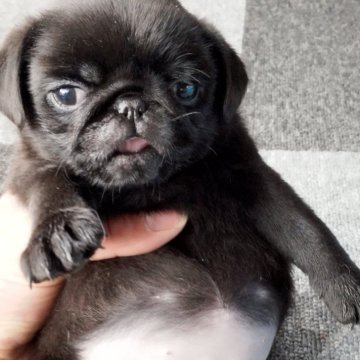 パグ【福岡県・女の子・2024年12月30日・ブラック】の写真「大人しくてお利口さんです✨️」