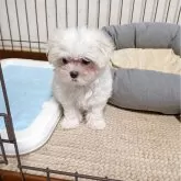 マルチーズ