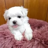 マルチーズ