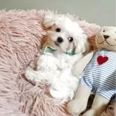 マルチーズ