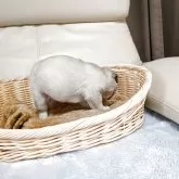 パグ【福岡県・男の子・2025年8月5日・フォーン】の写真4