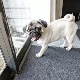 パグ【福岡県・男の子・2025年8月5日・フォーン】の写真7