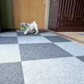 パグ【福岡県・男の子・2025年8月5日・フォーン】の写真9