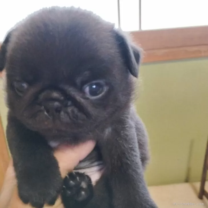 トモ 様のお迎えした子犬