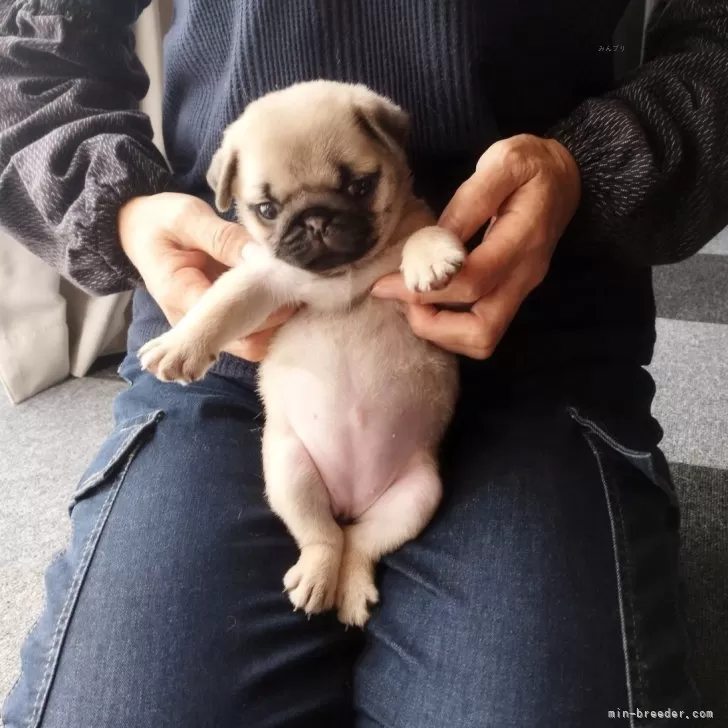 N.O 様のお迎えした子犬