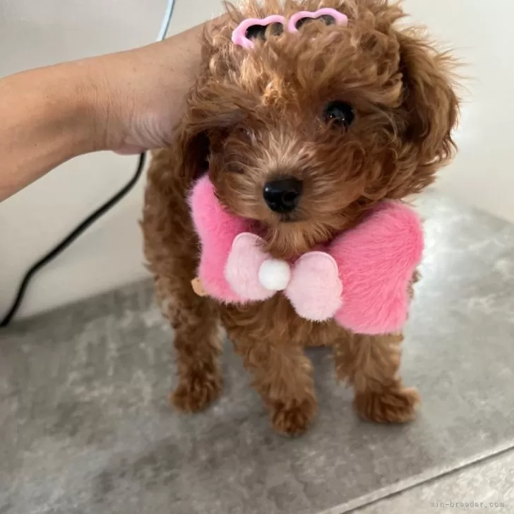 ID:2501-02388の子犬