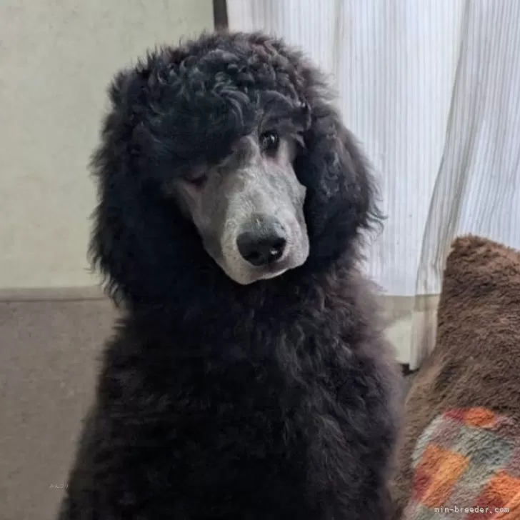 ID：2412-03761の子犬