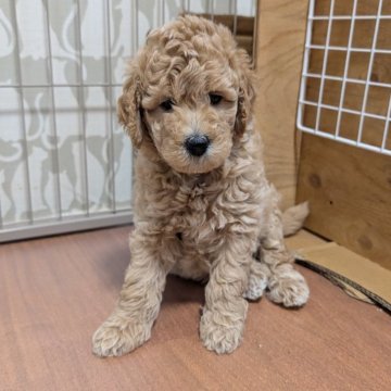 ミディアムプードル【千葉県・男の子・2025年9月10日・オレンジフォーン】の写真「10㌔前後予想」