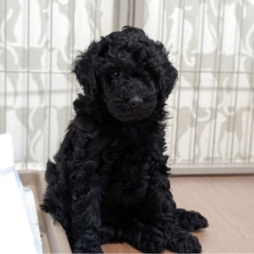 ミディアムプードル【千葉県・女の子・2025年9月10日・ブラック】の写真「10㌔前後予想」