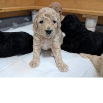 ミディアムプードル【千葉県・女の子・2025年9月10日・ペールフォーン】の写真「10㎏前後予想」