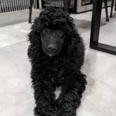 ミディアムプードル