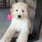 スタンダードプードル