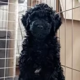 ミディアムプードル