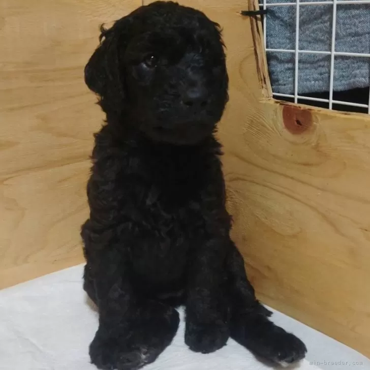 ID：2405-05864の子犬