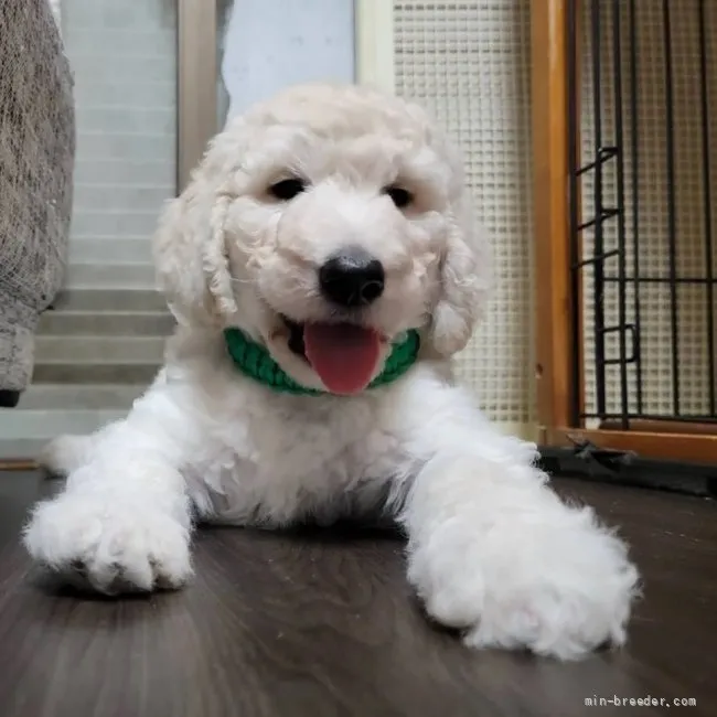 ID：2107-03747の子犬