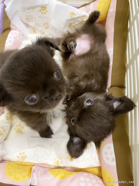 羽鳥有香ブリーダーのブログ：可愛く成長してます🩷