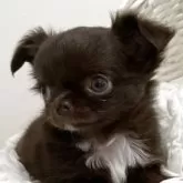 チワワ(ロング)【群馬県・女の子・2025年9月1日・チョコレート】の写真6