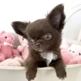 チワワ(ロング)【群馬県・女の子・2025年9月1日・チョコレート】の写真4