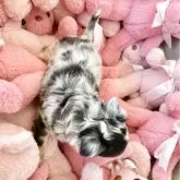 チワワ(ロング)【群馬県・男の子・2025年9月21日・ブルーマール】の写真13