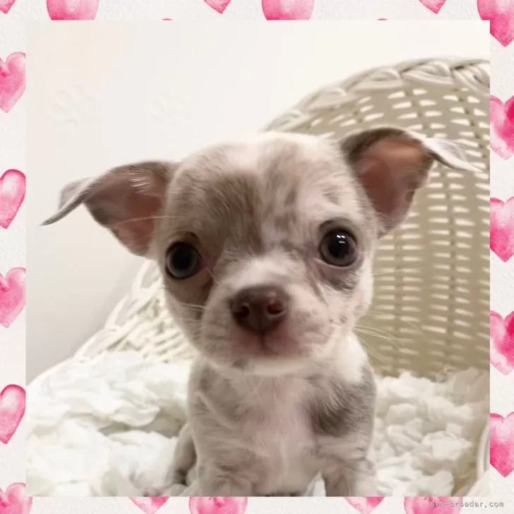 ID：2411-06807の子犬