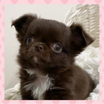 チワワ(ロング)【群馬県・女の子・2025年9月1日・チョコレート】の写真「チョコソリッド（マロなし）、ドワーフちゃん🩷」