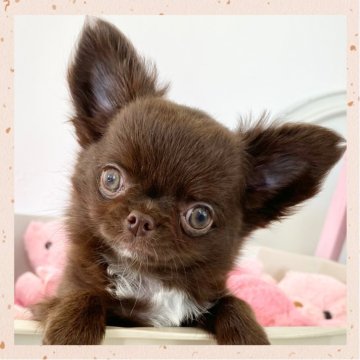 チワワ(ロング)【群馬県・女の子・2025年9月1日・チョコレート】の写真「癒し系の女の子🩷
キラキラ瞳が魅力的✨」