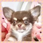 チワワ(ロング)