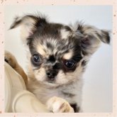 チワワ(ロング)