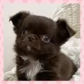 チワワ(ロング)