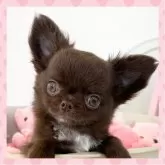 チワワ(ロング)【群馬県・女の子・2025年9月1日・チョコレート】の写真1「体重710g(11/8現在)お耳立ちました❕」