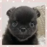 チワワ(ロング)【群馬県・男の子・2025年5月15日・ブラックタン】の写真1「輪郭のような白っぽい毛がお髭みたい❕」