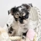 チワワ(ロング)【群馬県・男の子・2025年9月21日・ブルーマール】の写真2