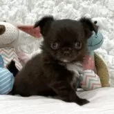 チワワ(ロング)【群馬県・女の子・2025年9月1日・チョコレート】の写真13