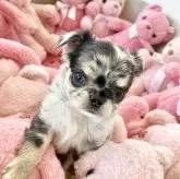 チワワ(ロング)【群馬県・男の子・2025年9月21日・ブルーマール】の写真6