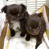 チワワ(ロング)【群馬県・女の子・2025年9月1日・チョコレート】の写真14「姉弟と！」