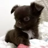 チワワ(ロング)【群馬県・女の子・2025年9月1日・チョコレート】の写真8