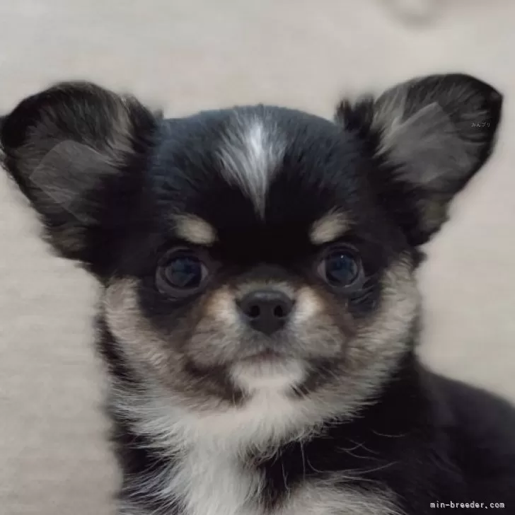 ID：2403-03934の子犬