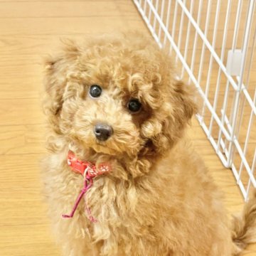 トイプードル(トイ)【宮城県・女の子・2025年7月15日・レッド】の写真「活発な女の子💕」