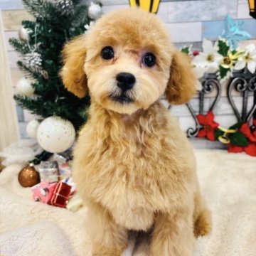 トイプードル(トイ)【宮城県・女の子・2025年7月21日・レッド】の写真「かまってちゃん😊💓」