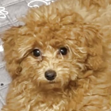 トイプードル(トイ)【宮城県・女の子・2025年7月15日・レッド】の写真「明るくキュートな女の子💓」