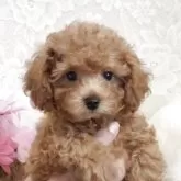 タイニープードル