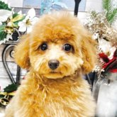 トイプードル(タイニー)