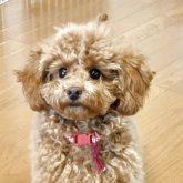 トイプードル(トイ)