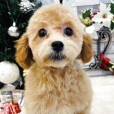 トイプードル(トイ)