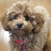 トイプードル(トイ)